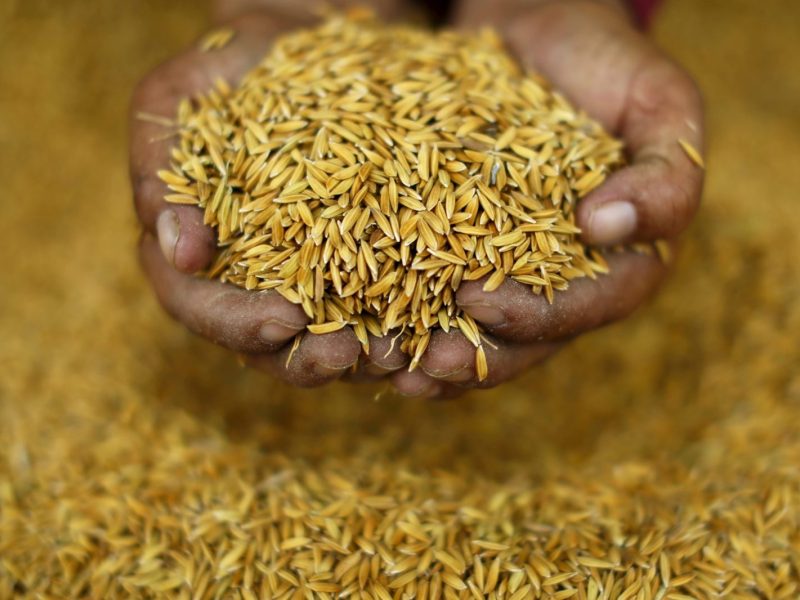 A mill worker in Thailand holds harvested rice grains. Agriculture, largely rice farming, employs 40% of the country's work force Photo: Reuters / Jorge Silva